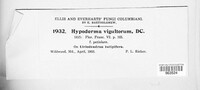 Hypoderma virgultorum image